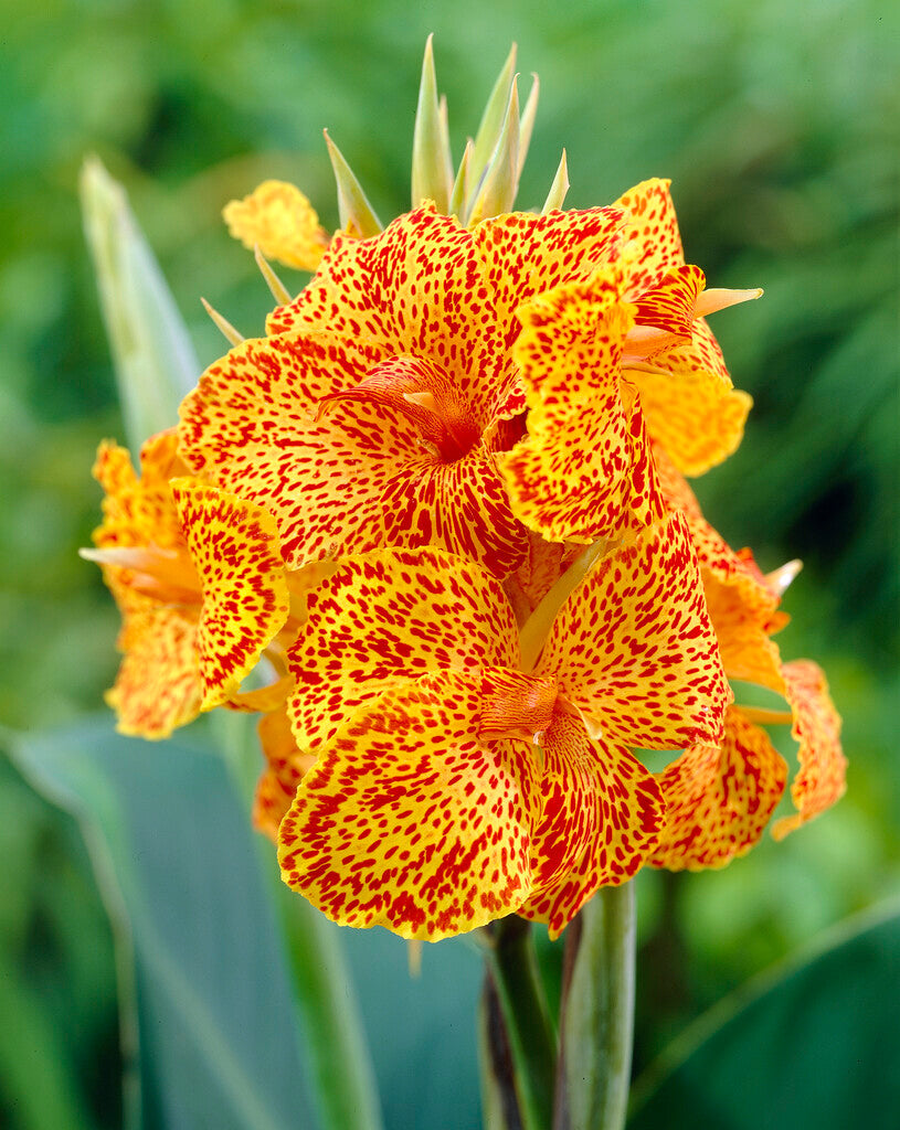 Canna Picasso 1-pakning
